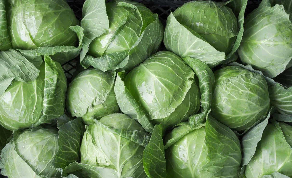  An Ayurvedic Perspective on Cabbage 