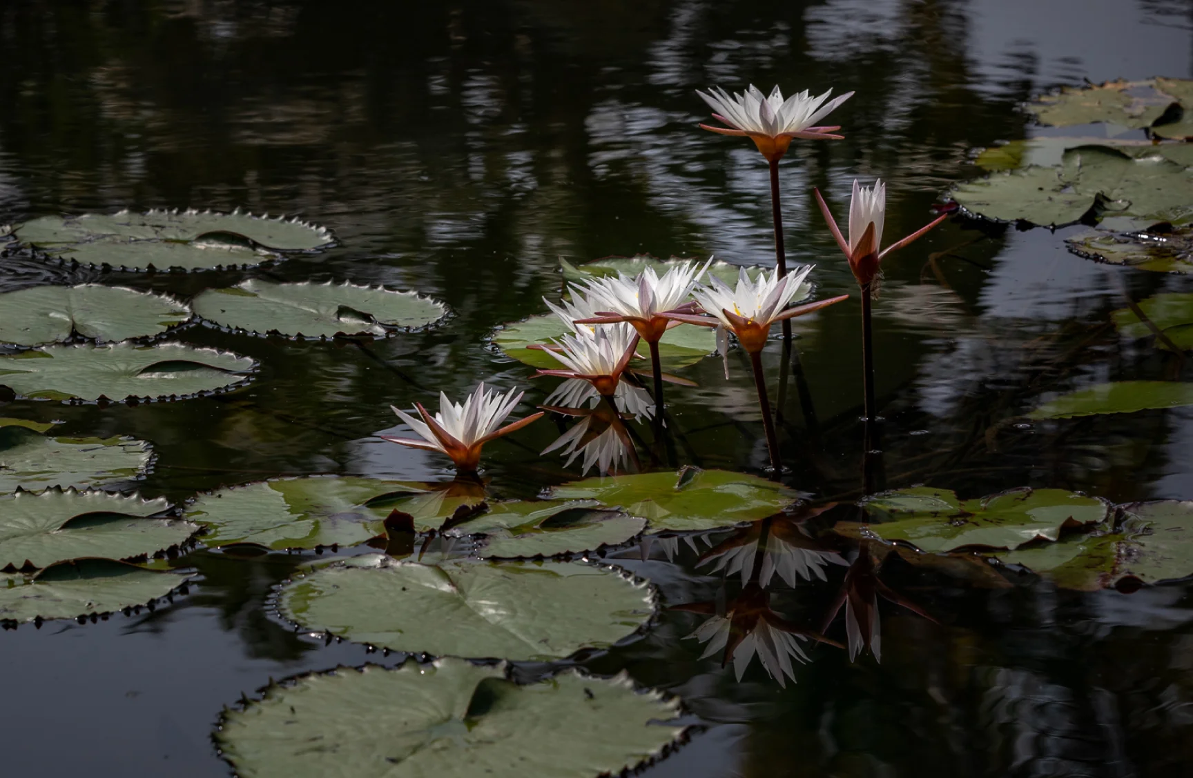 Ayurveda